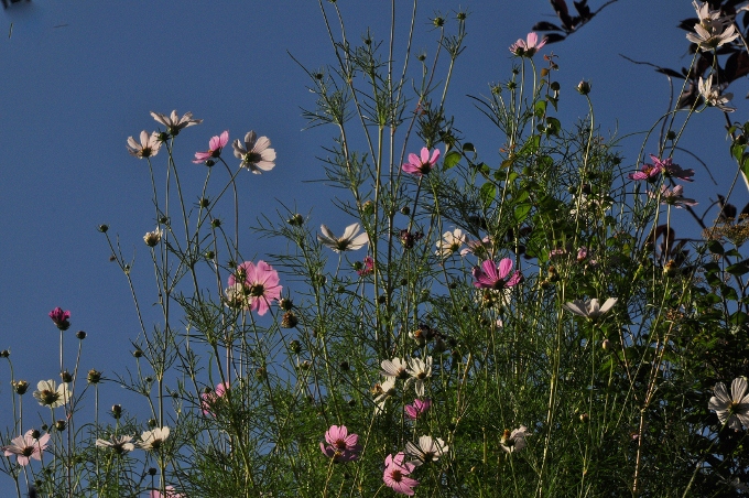 flowers on the grounds of the Miramont Castle, Manitou Springs, Colorado